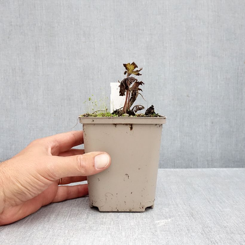 Ejemplar de Espuela de caballero - Delphinium Strawberry Fair Maceta de 8/9 cm entregado en otoño