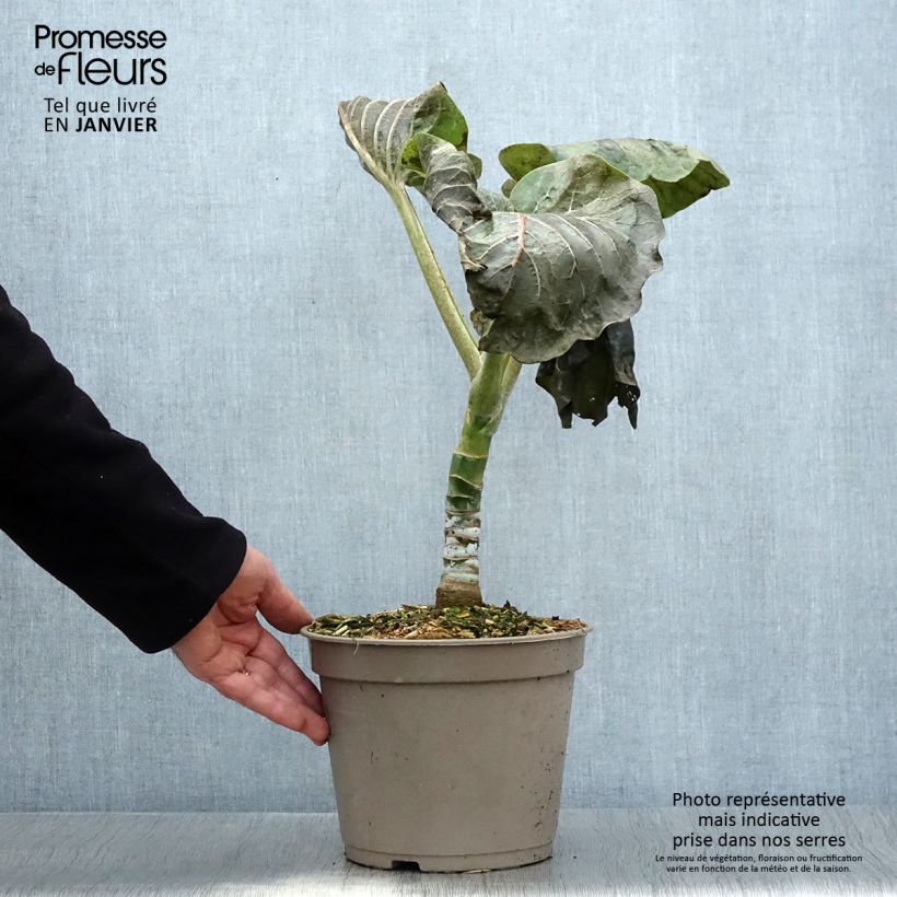 Dendroseris litoralis - Col de Juan Fernández Maceta 4L/5L Ejemplar entregado en invierno