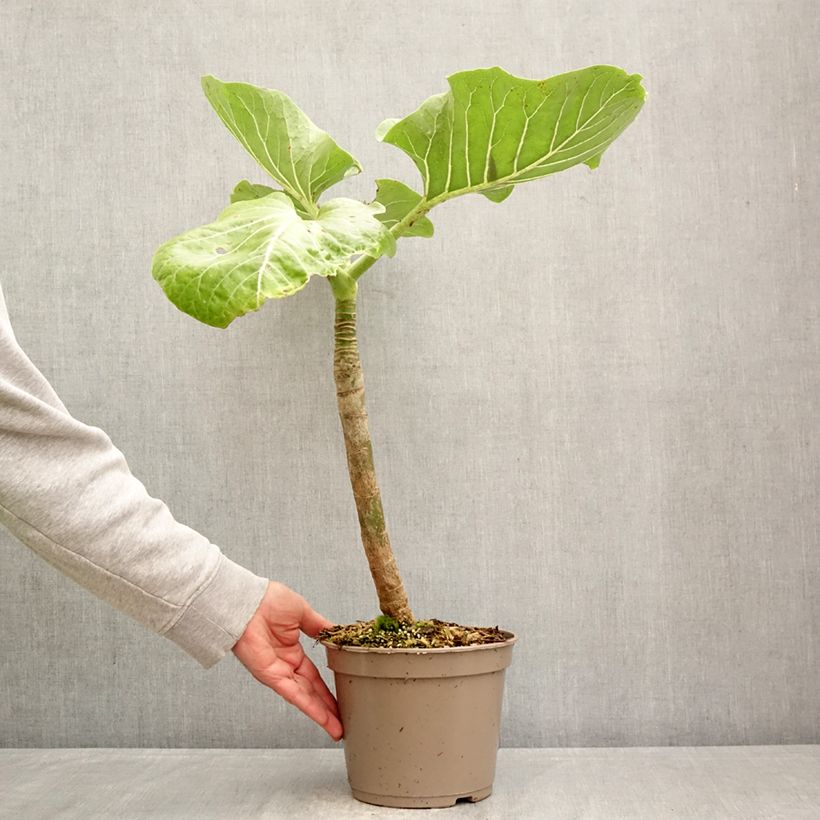 Dendroseris litoralis - Col de Juan Fernández Maceta 4L/5L Ejemplar entregado en la primavera