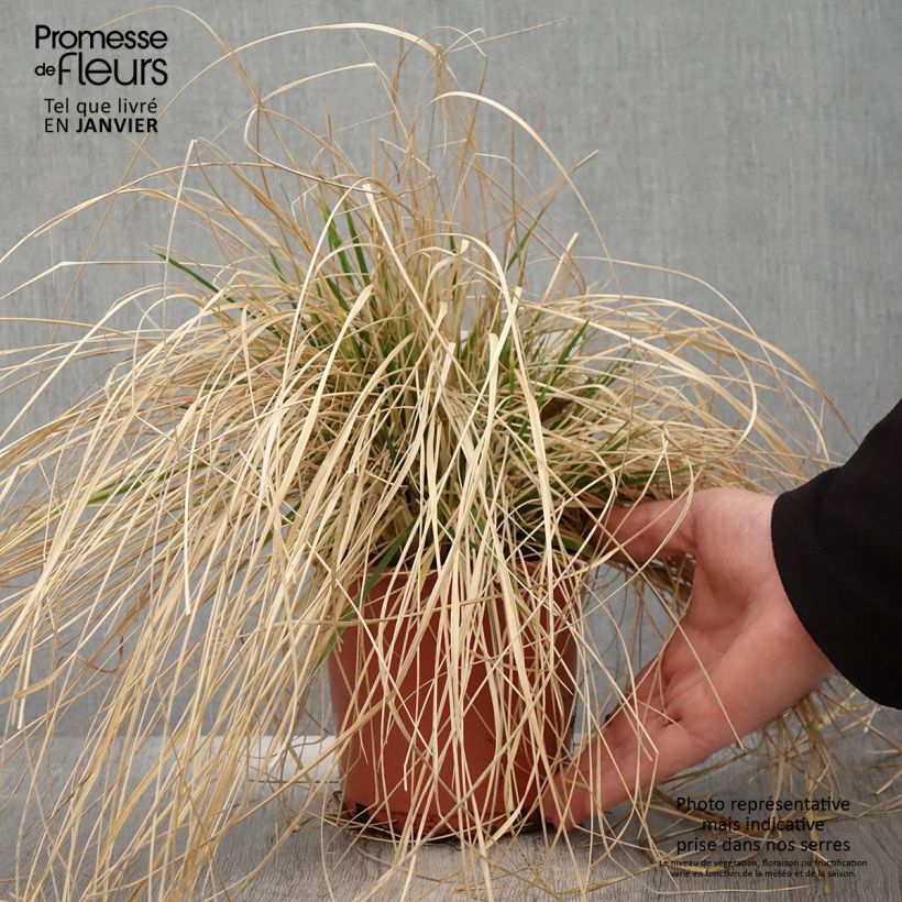 Deschampsia caespitosa Bronzeschleier - Grama de monte Maceta 2L/3L Ejemplar entregado en invierno