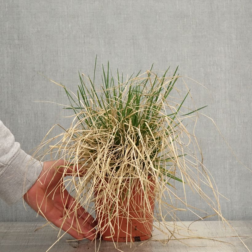 Deschampsia caespitosa Bronzeschleier - Grama de monte Maceta 2L/3L Ejemplar entregado en la primavera