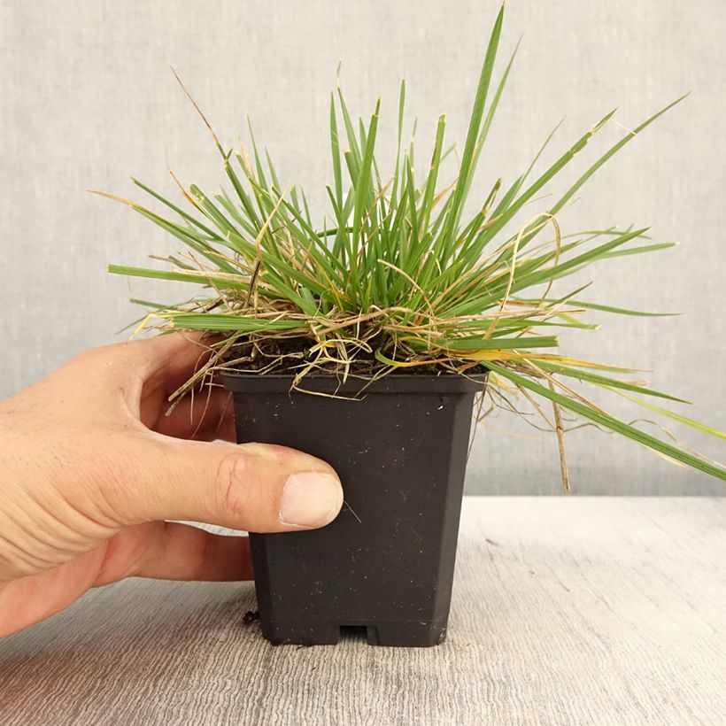 Ejemplar de Deschampsia caespitosa Goldschleier - Grama de monte Maceta de 8/9 cm entregado en otoño