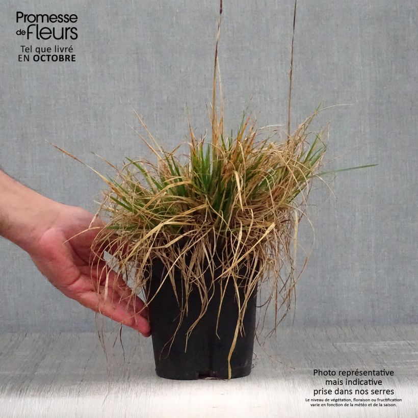 Ejemplar de Deschampsia caespitosa Goldschleier - Grama de monte Maceta 1,5L/2L entregado en otoño