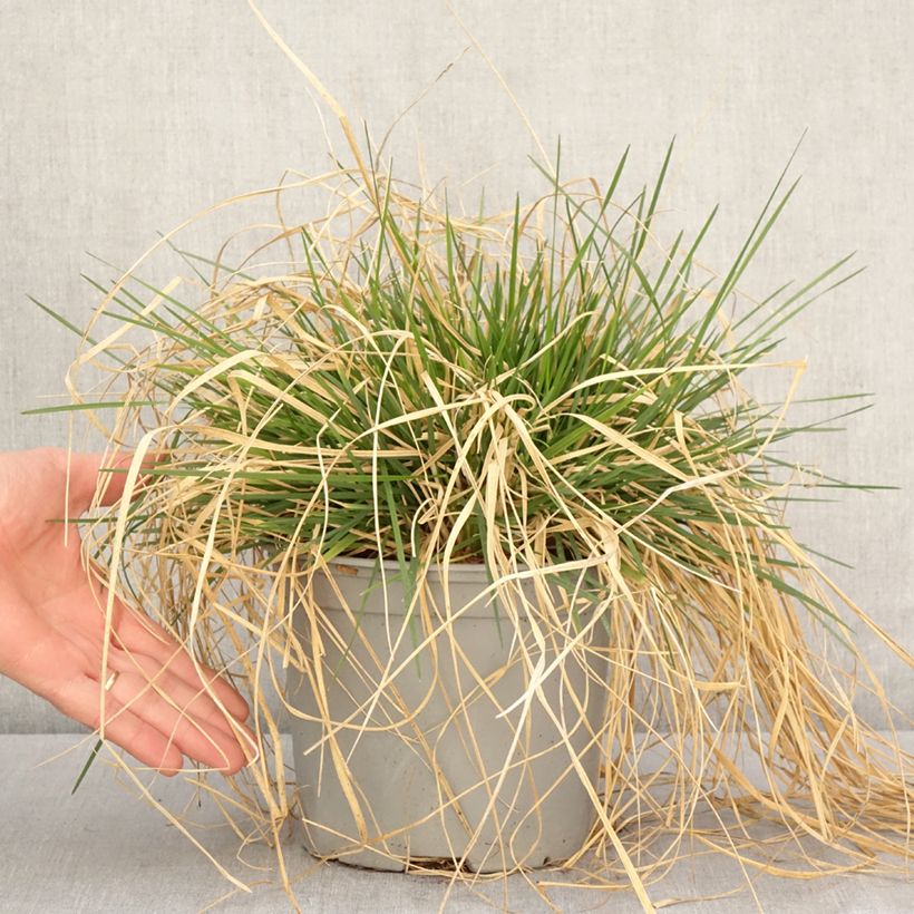 Deschampsia caespitosa Palava - Grama de monte Maceta 3L/4L Ejemplar entregado en la primavera