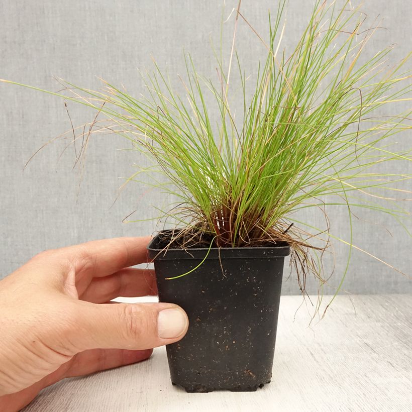Ejemplar de Deschampsia flexuosa Tatra Gold - Heno Maceta de 8/9 cm entregado en verano