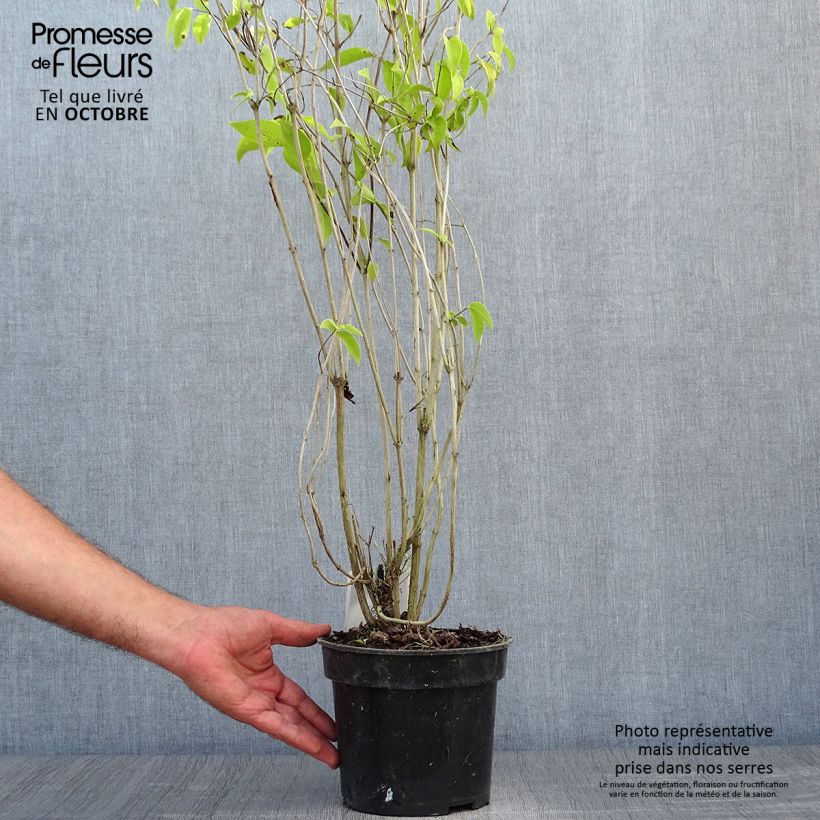 Ejemplar de Deutzia crenata Pride of Rochester Maceta 2L/3L entregado en otoño