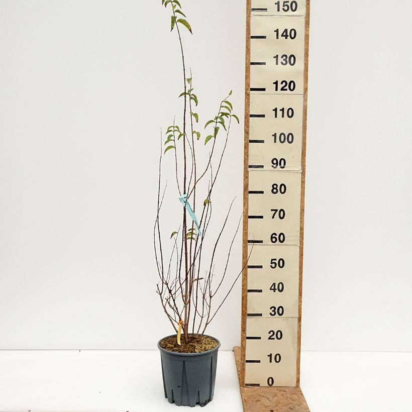 Ejemplar de Deutzia crenata Pride of Rochester Maceta 7,5L/10L entregado en otoño
