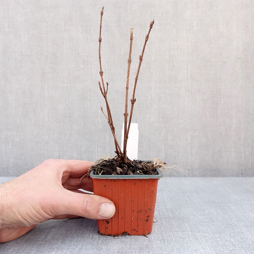 Deutzia gracilis Maceta de 8/9 cm Ejemplar entregado en invierno