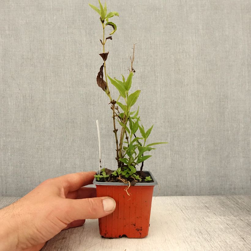 Deutzia gracilis Maceta de 8/9 cm Ejemplar entregado en la primavera