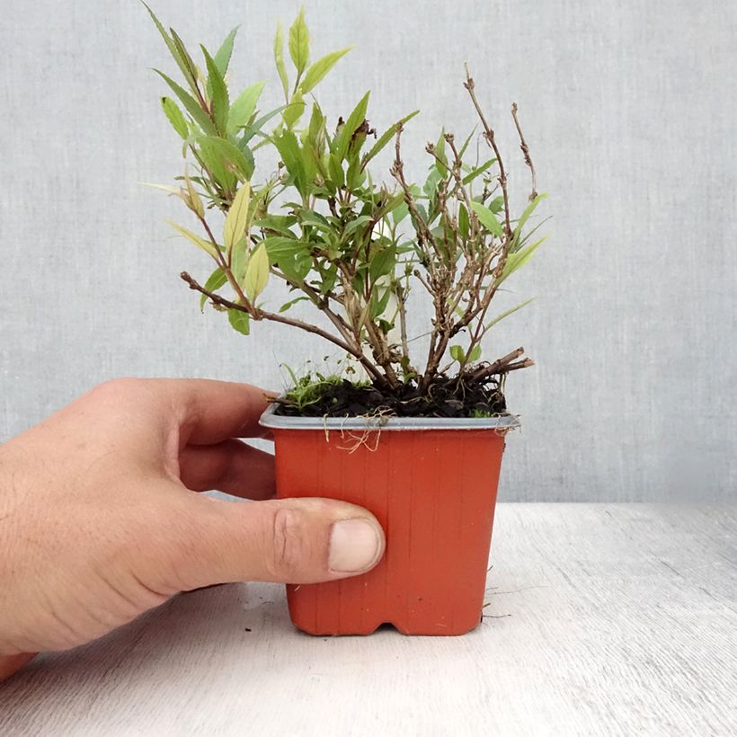 Ejemplar de Deutzia gracilis Nikko Maceta de 8/9 cm entregado en verano