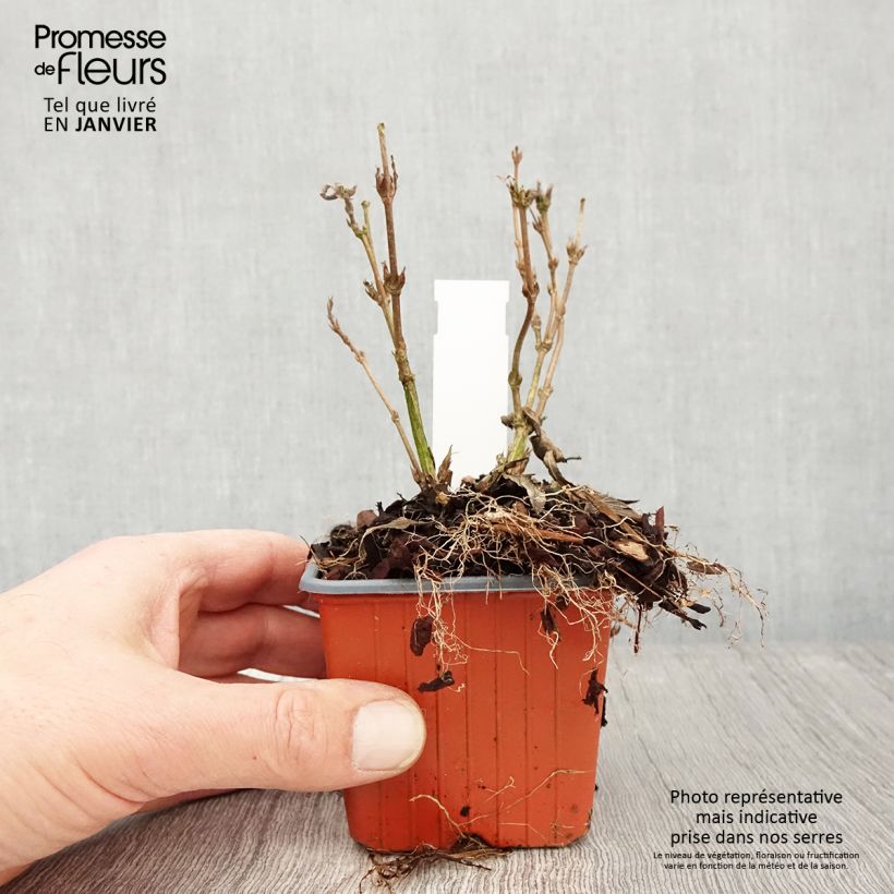 Deutzia gracilis Nikko Maceta de 8/9 cm Ejemplar entregado en invierno