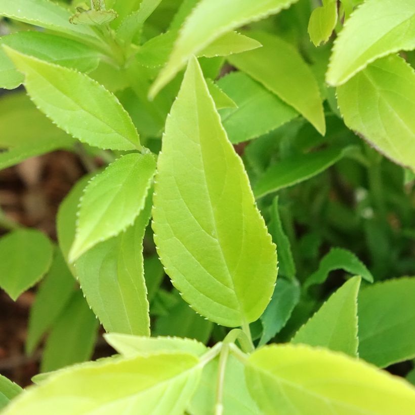 Deutzia gracilis Variegata (Follaje)