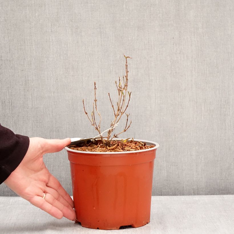 Deutzia gracilis Variegata Maceta 3L/4L Ejemplar entregado en invierno