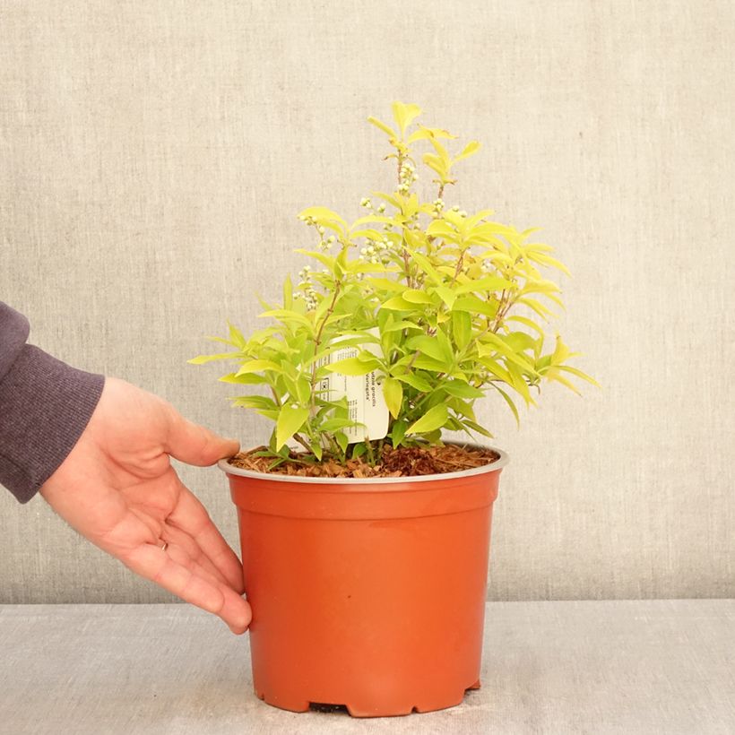 Deutzia gracilis Variegata Maceta 3L/4L Ejemplar entregado en la primavera