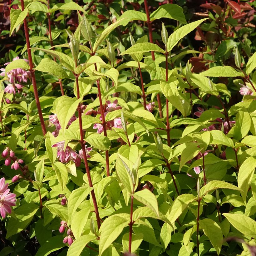 Deutzia hybrida Strawberry Fields hibrido (Porte)