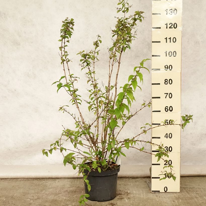 Ejemplar de Deutzia hybrida Mont Rose hibrido Maceta 7,5L/10L entregado en verano