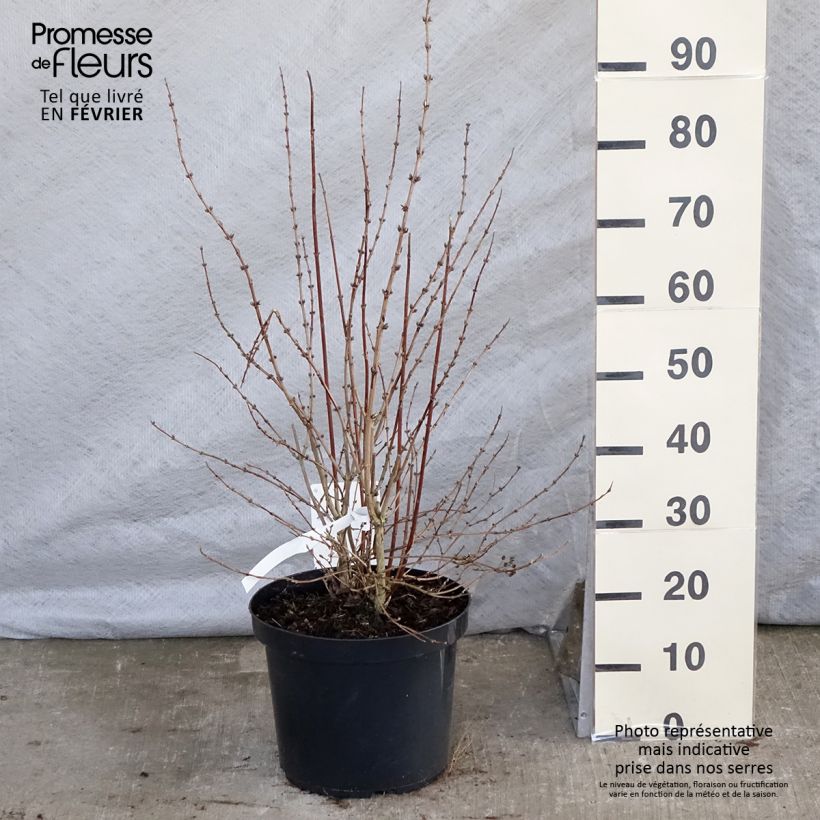 Deutzia hybrida Mont Rose hibrido Maceta 7,5L/10L Ejemplar entregado en invierno