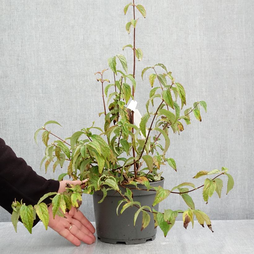 Ejemplar de Deutzia hybrida Mont Rose hibrido Maceta 2L/3L entregado en otoño