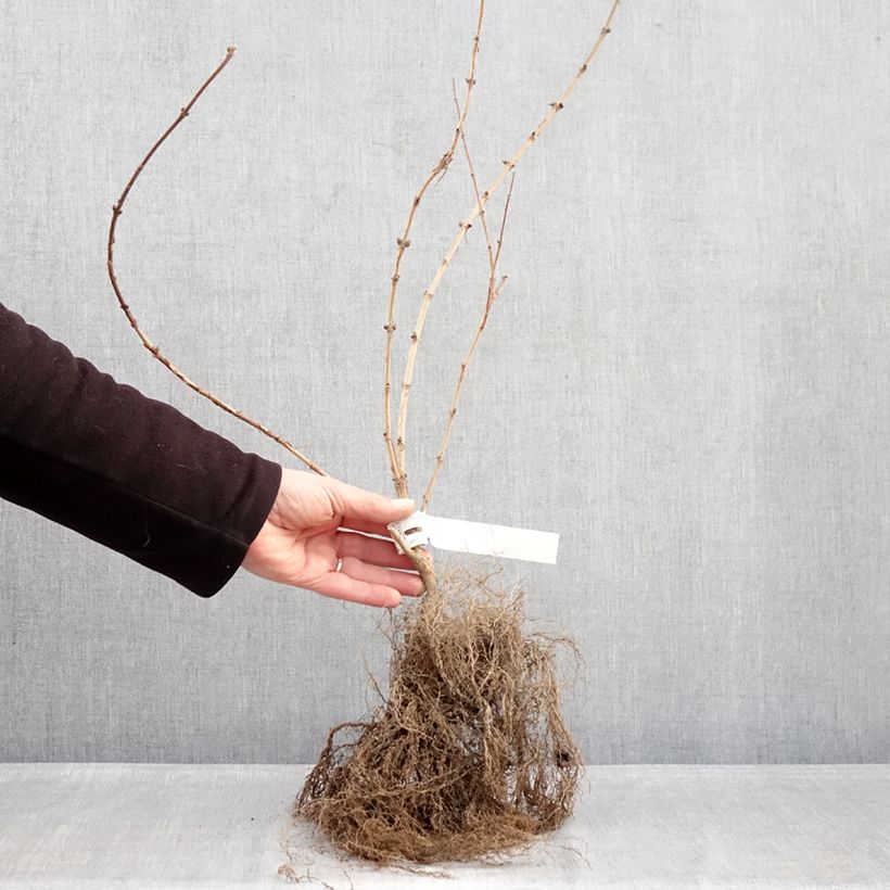 Deutzia hybrida Mont Rose hibrido Raíces desnudas Ejemplar entregado en invierno