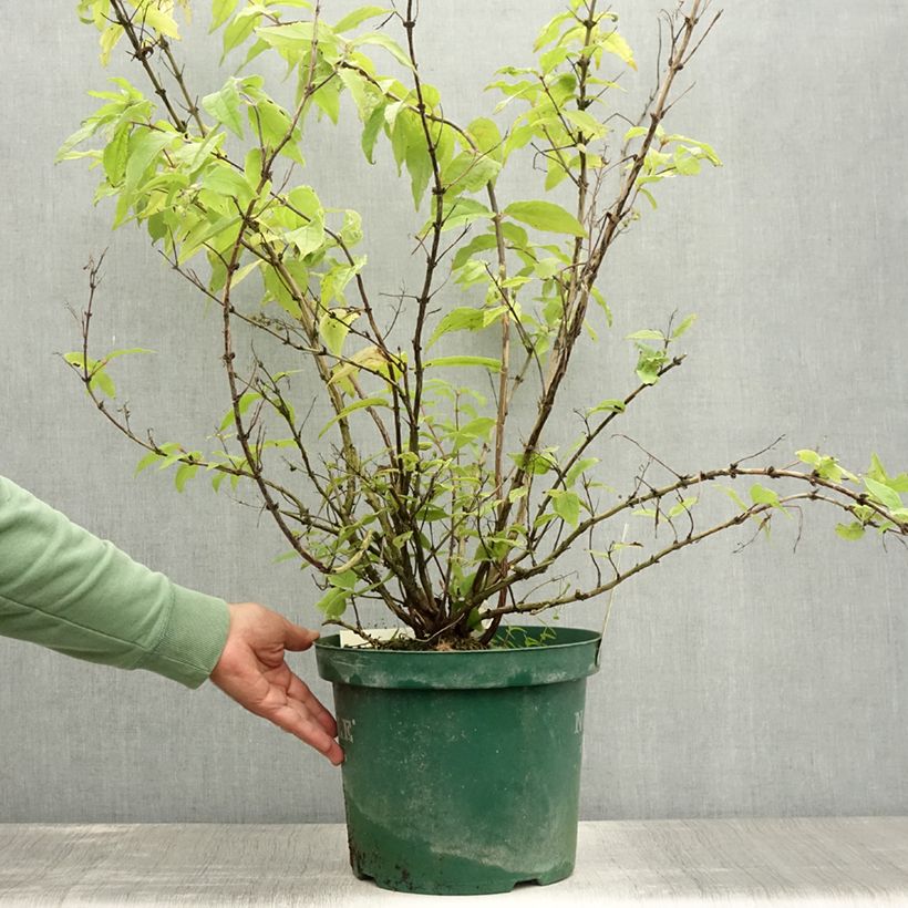 Ejemplar de Deutzia hybrida Raspberry Sundae hibrido Maceta 7,5L/10L entregado en verano