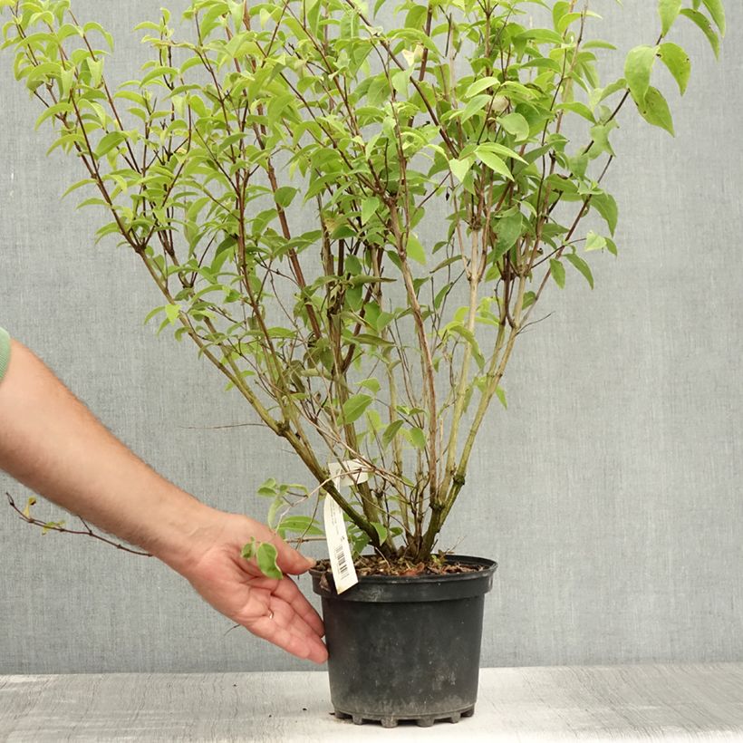 Ejemplar de Deutzia magnifica Maceta 2L/3L entregado en verano
