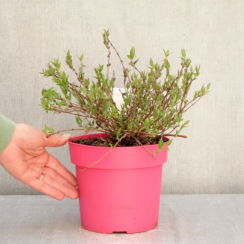 Deutzia Million Stars Pink Carpet - Deucia hibrido Maceta 3L/4L Ejemplar entregado en invierno