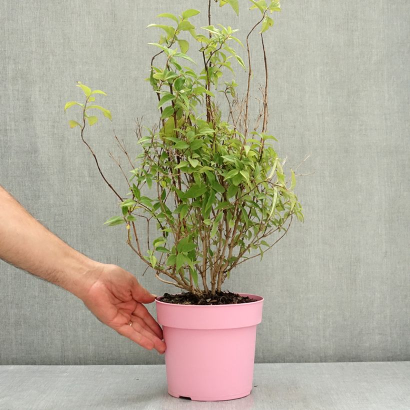 Ejemplar de Deutzia Million Stars Pink Cloud - Deucia Maceta 3L/4L entregado en verano