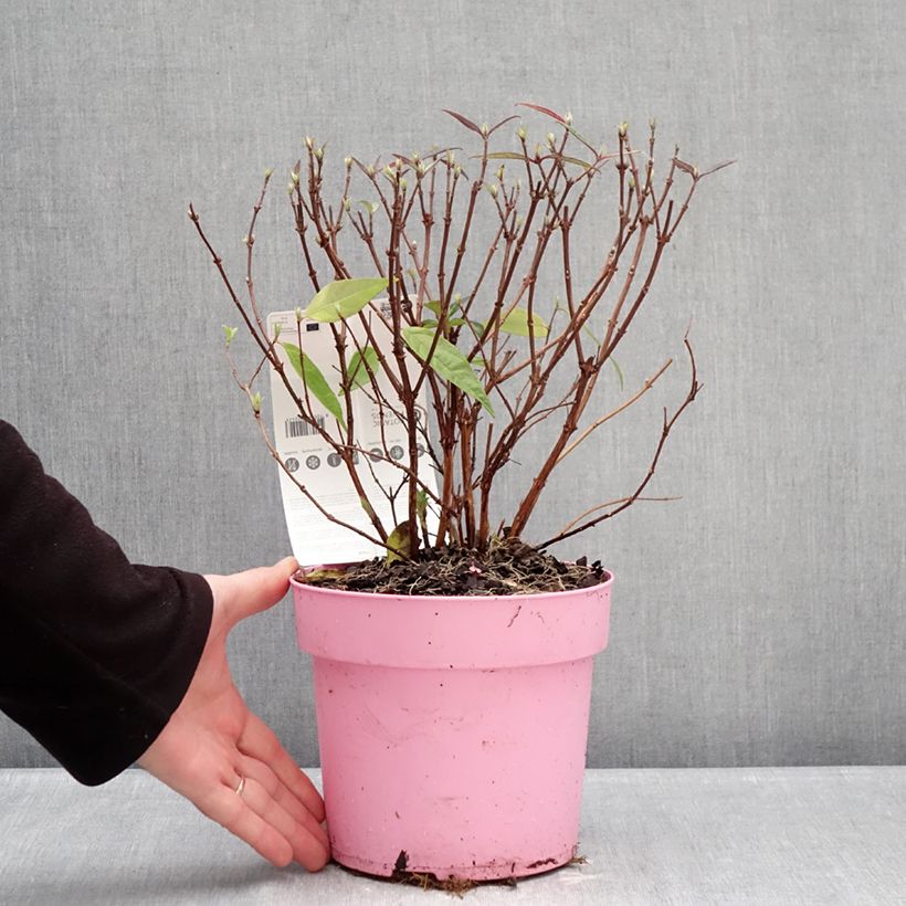 Deutzia Million Stars Pink Cloud - Deucia Maceta 3L/4L Ejemplar entregado en invierno