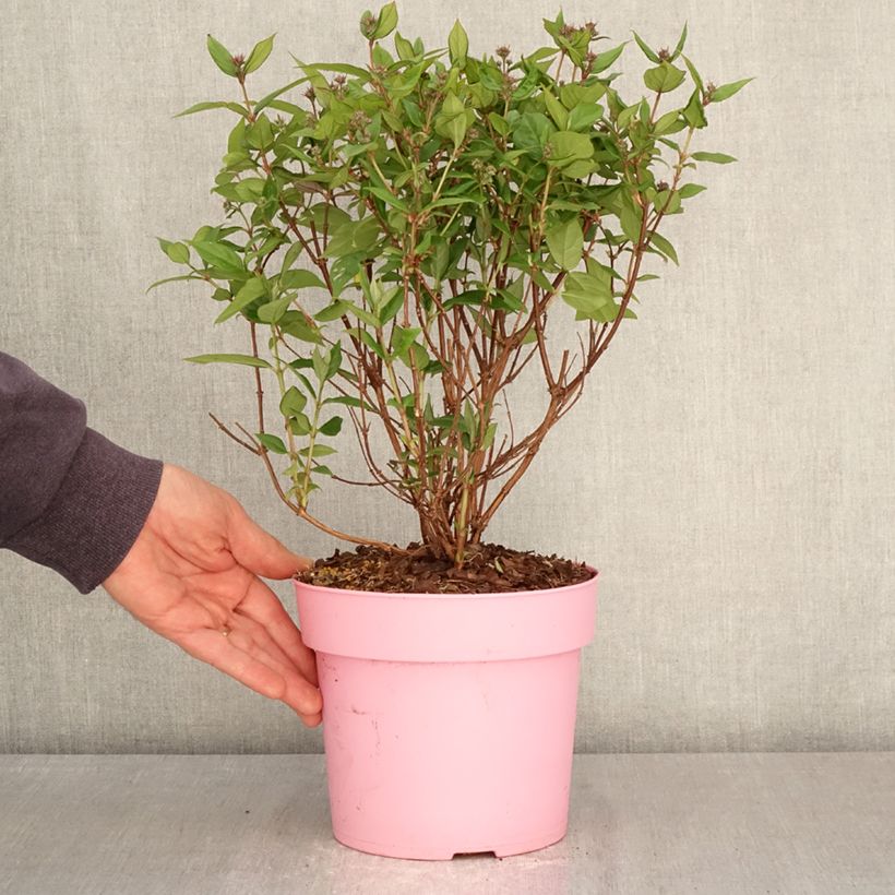 Deutzia Million Stars Pink Cloud - Deucia Maceta 3L/4L Ejemplar entregado en la primavera