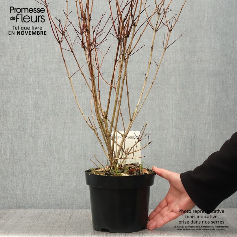 Ejemplar de Deutzia pulchra Maceta 2L/3L entregado en otoño