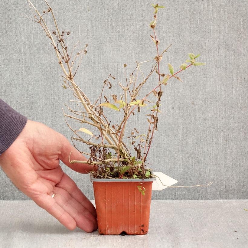 Ejemplar de Deutzia purpurascens Kalmiiflora Maceta de 8/9 cm entregado en otoño