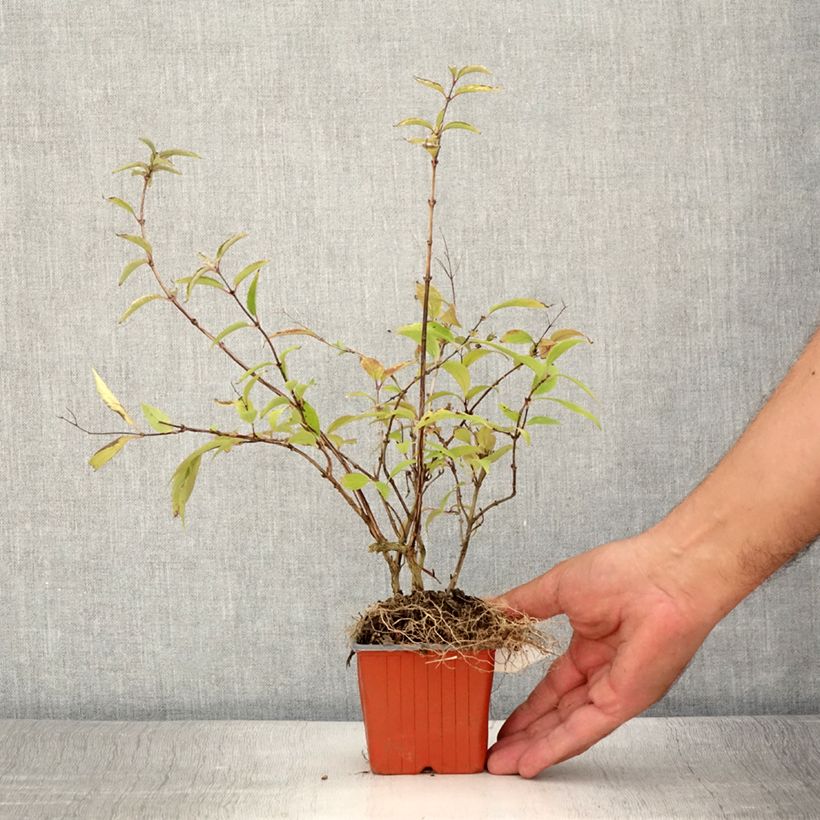 Ejemplar de Deutzia purpurascens Kalmiiflora Maceta de 8/9 cm entregado en verano