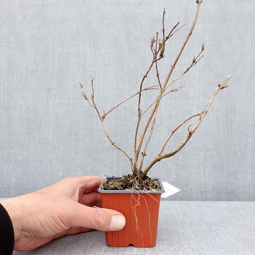 Deutzia purpurascens Kalmiiflora Maceta de 8/9 cm Ejemplar entregado en la primavera