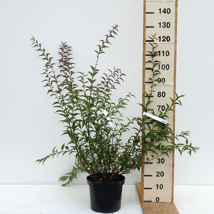 Ejemplar de Deutzia purpurascens Kalmiiflora Maceta 7,5L/10L entregado en otoño