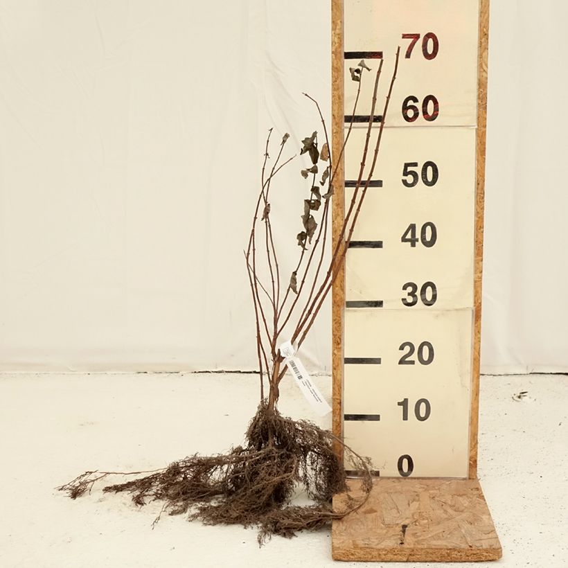 Deutzia scabra Raíces desnudas Ejemplar entregado en invierno