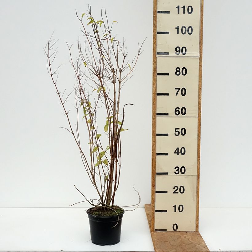Ejemplar de Deutzia scabra Plena Maceta 2L/3L entregado en otoño