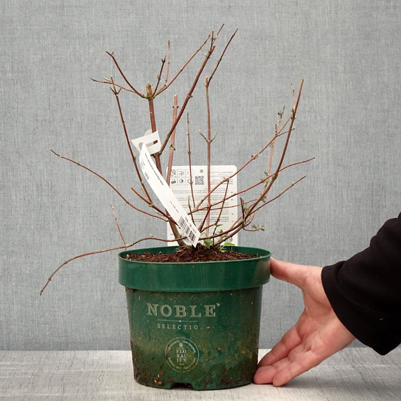 Deutzia setchuenensis var. corymbiflora Maceta 2L/3L Ejemplar entregado en la primavera