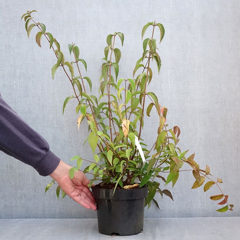 Ejemplar de Deutzia setchuenensis var. corymbiflora Maceta 2L/3L entregado en otoño
