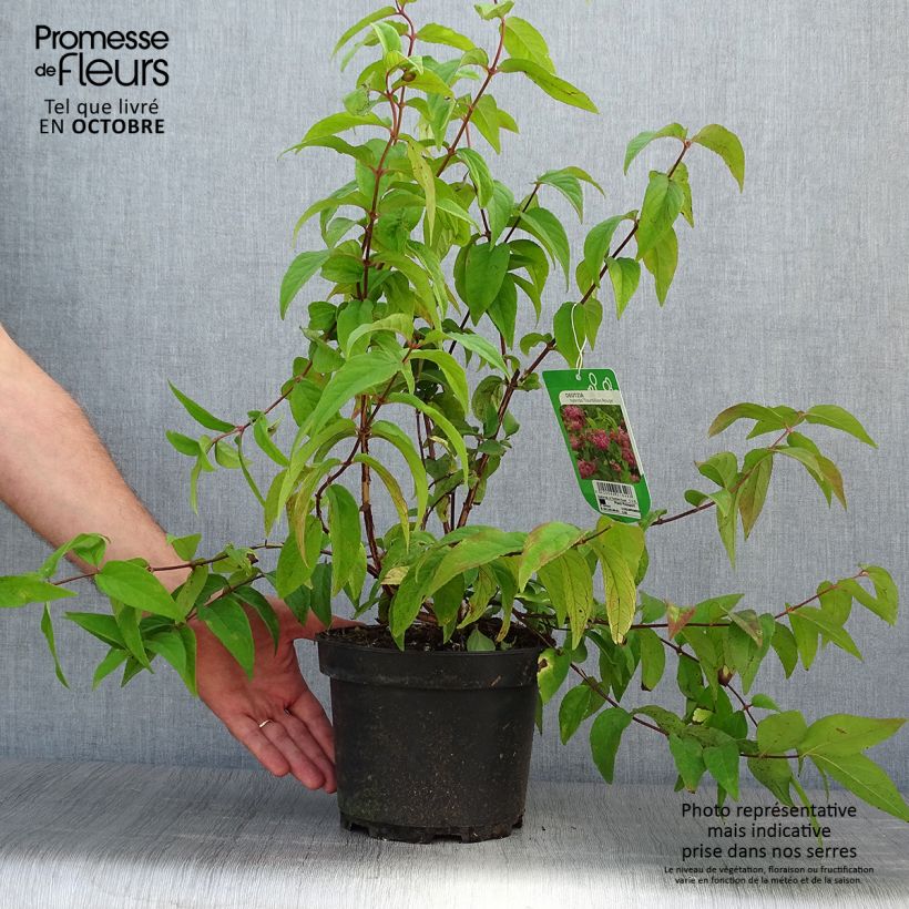 Ejemplar de Deutzia magnifica Tourbillon Rouge Maceta 2L/3L entregado en otoño