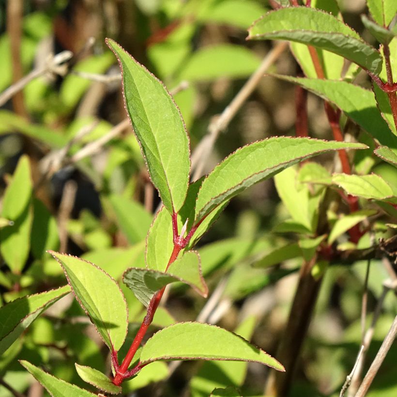 Deutzia lemoinei - Deucia (Follaje)