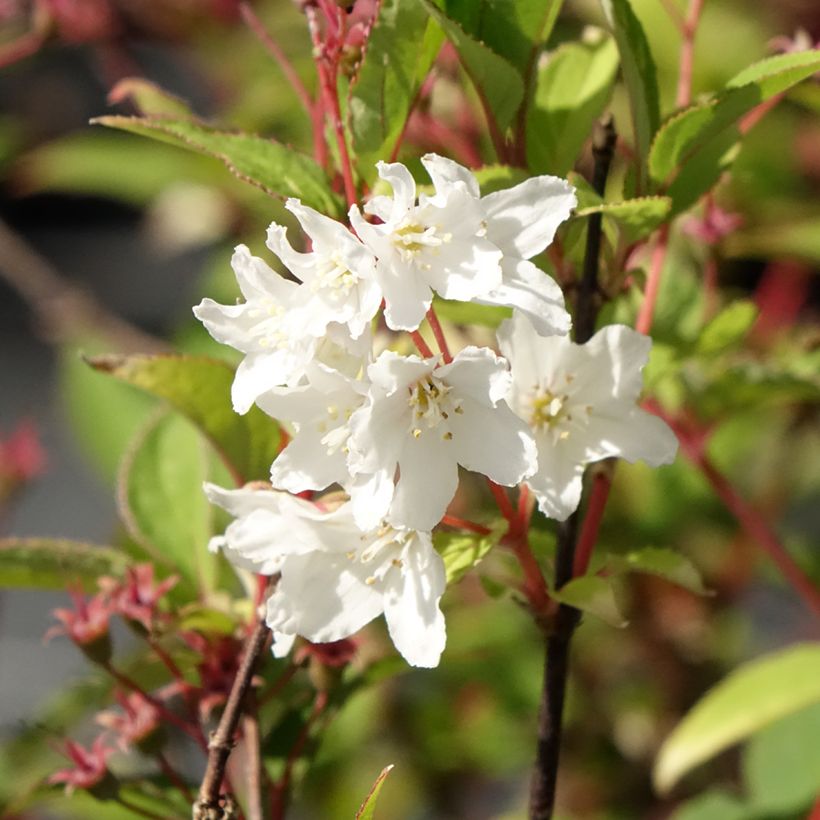 Deutzia lemoinei - Deucia (Floración)