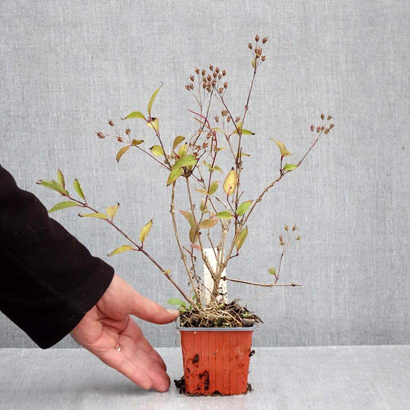 Ejemplar de Deutzia lemoinei - Deucia Maceta de 8/9 cm entregado en otoño