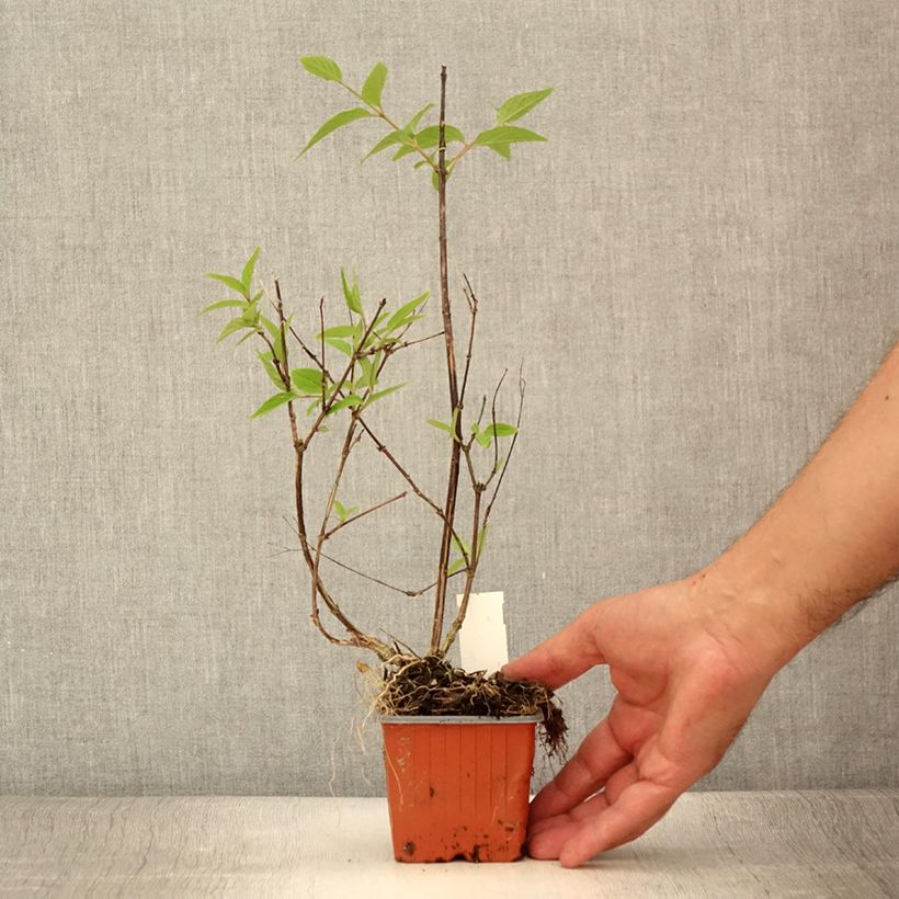 Ejemplar de Deutzia lemoinei - Deucia Maceta de 8/9 cm entregado en verano