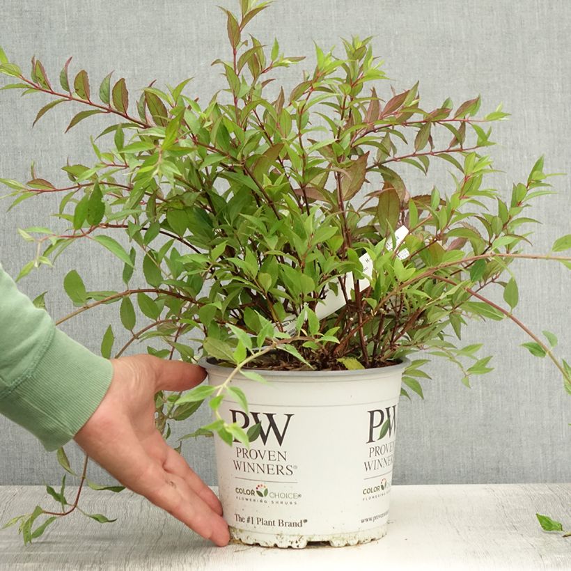 Ejemplar de Deutzia Yuki Cherry Blossom Maceta 2L/3L entregado en verano