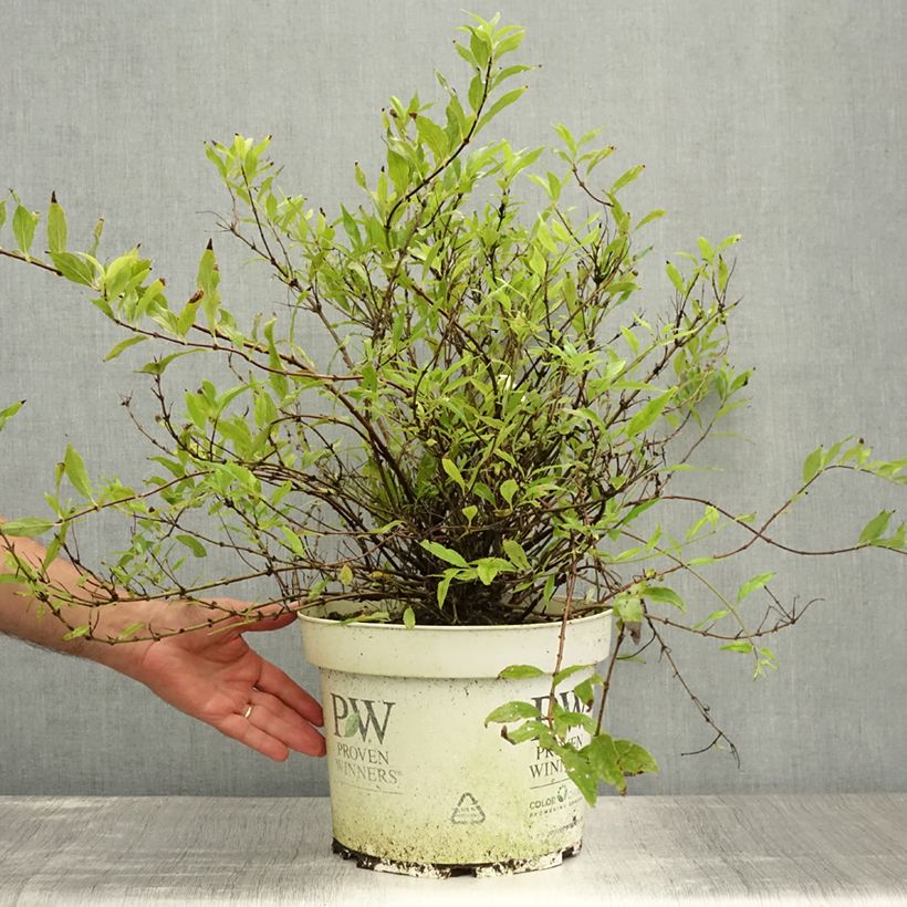 Ejemplar de Deutzia Yuki Snowflake Maceta 7,5L/10L entregado en verano