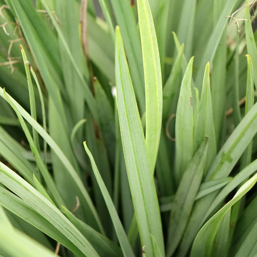 Dianella caerulea Cassa Blue (Follaje)