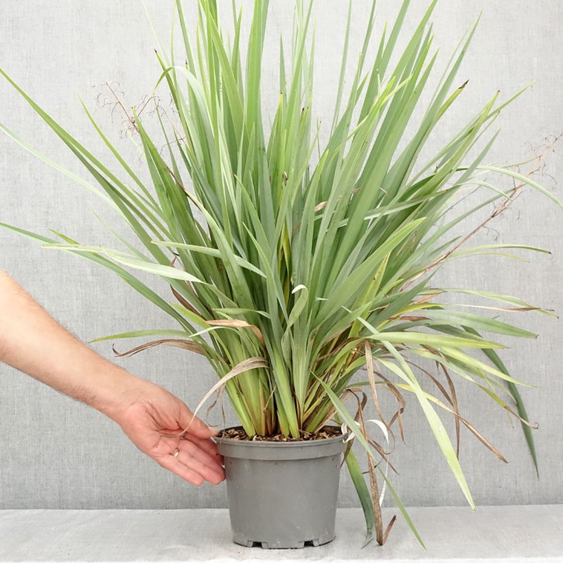 Ejemplar de Dianella caerulea Cassa Blue Maceta 2L/3L entregado en verano