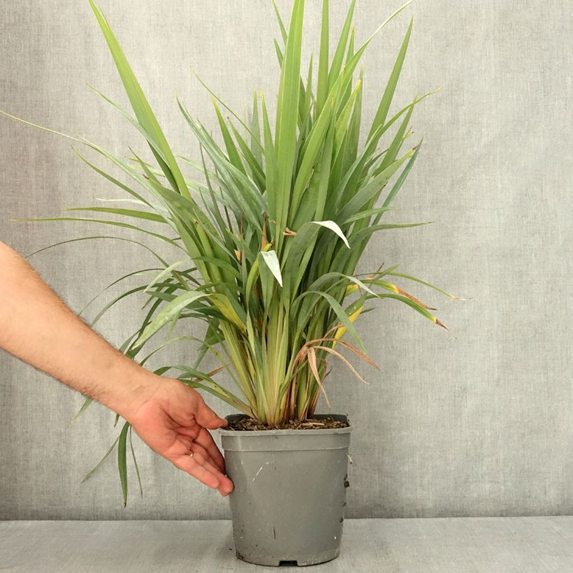 Ejemplar de Dianella revoluta Clarity Blue Pot de 4L/5L entregado en verano
