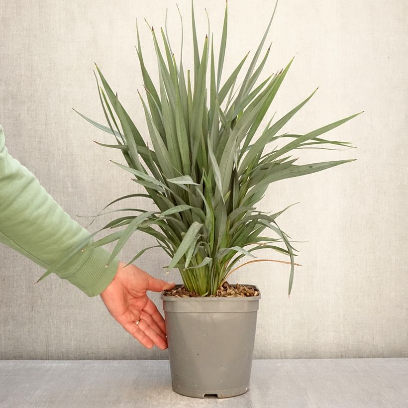 Dianella revoluta Clarity Blue Maceta 4L/5L Ejemplar entregado en invierno