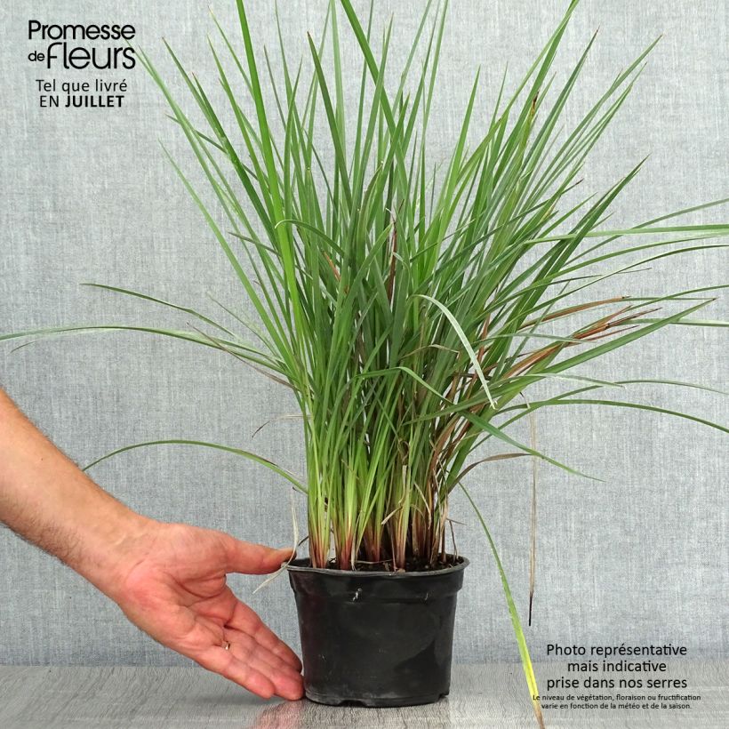 Ejemplar de Dianella revoluta Coolvista Maceta de 8/9 cm entregado en verano